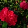 Rosa centifolia Rote Woge